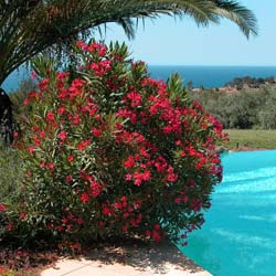 Laurier rose - Fleurs rouges / Nerium oleander rubra